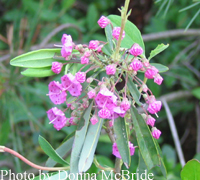 Kalmia angustifolia (Sheep Laurel)